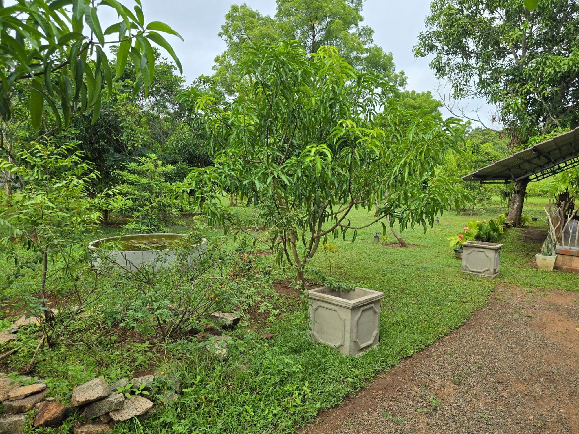 Ceylon Resort Wilpattu Exteriér fotografie